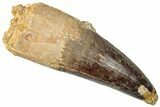 Real Spinosaurus Tooth - Giant Dinosaur Tooth #302844-1